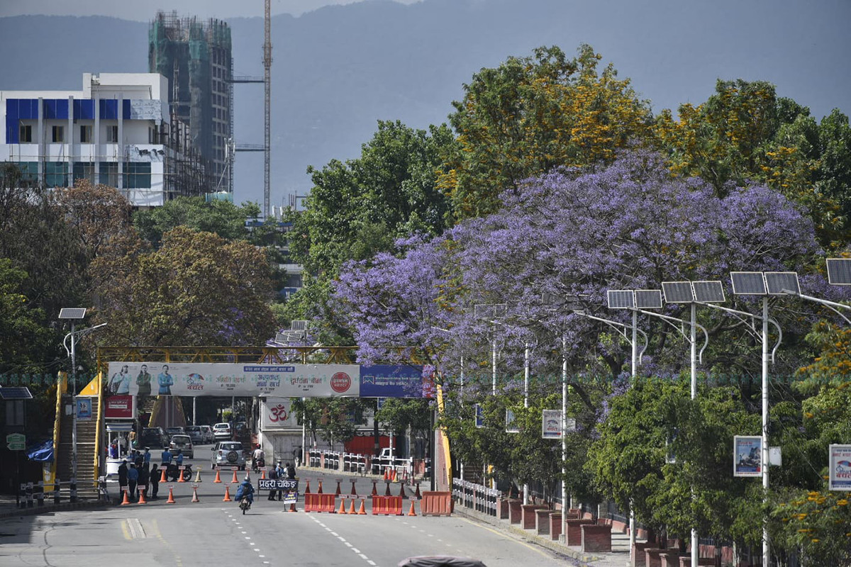 https://raracms.setopati.com/uploads/shares/2020/sujita/jacaranda/jacarranda (1).jpg